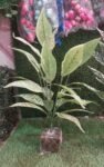 REAL PBR 26 Leaf artificial plant with beautiful design With pot
